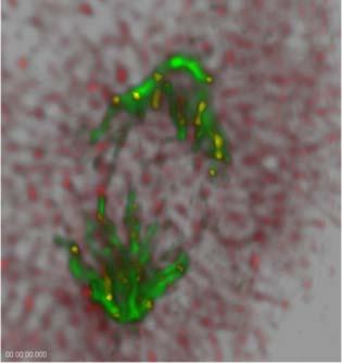 Fig. 9 B-Raf interacts with the spindle microtubules in HFF cells Confocal images of B-Raf and the spindle were analyzed using Imaris Bitplane 3D blind deconvolution.
