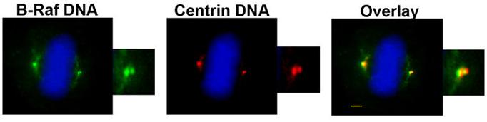 Figure 12 B-Raf localizes to the centrosomes in NIH 3T3 cells Immunofluorescence of endogenous B-Raf protein.