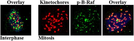 Figure 18 Phosphorylated B-Raf localizes to the kinetochores during mitosis Phospho-B-Raf (Thr599/Ser602) stained foci co-localize to kinetochores at metaphase, but not interphase, chromosomes.