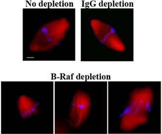 Figure 19 Immunodepletion of B-Raf from Xenopus egg extracts CSF-arrested Xenopus egg extracts were depleted of endogenous B-Raf protein with B-Raf specific antibodies.