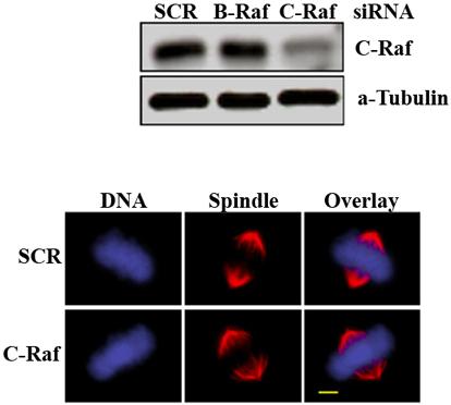 A. B. Figure 23 C-Raf is not necessary for assembly of the mitotic spindle Knockdown of C-Raf by sirna has no effect on spindle assembly or DNA alignment.