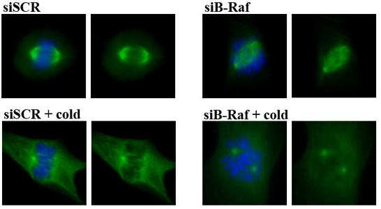 Figure 25 Microtubules are not cold-stable in the absence of B-Raf HFF cells were transfected with a scrambled sirna (siscr) or a B-Raf targeting sirna (sib- Raf).