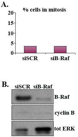 Figure 26 Cells do not enter mitotic arrest in the absence of B-Raf HFF cells were transfected with a scrambled or B-Raf targeting sirna.