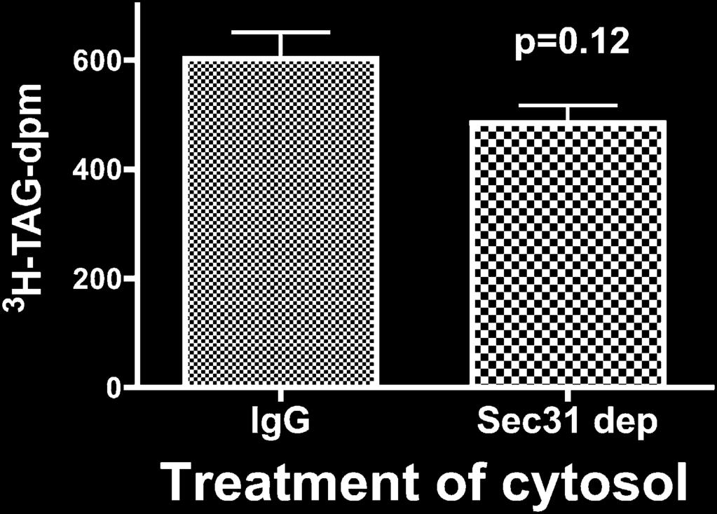immuno-depleted cytosol of Sec31 (data not shown) and used this cytosol to bud 3 H-TAG loaded PCTV from ER membranes.