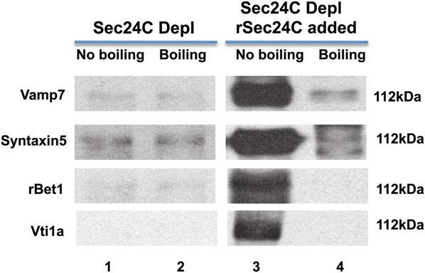 Fig. 5. The effect of Sec24C immuno-depletion on the formation of the PCTV-Golgi SNARE complex.