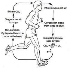 Functions of the Cardiovascular System Deliver oxygen