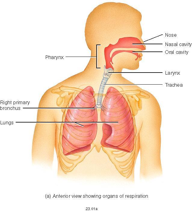 Anatomy of Respiratory