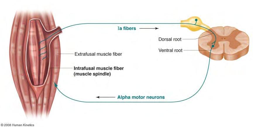 Stretch Reflex Figure 16.2 When muscle spindles are stimulated, the stretch reflex is stimulated, sending input to the spinal cord via Type Ia nerve fibers.