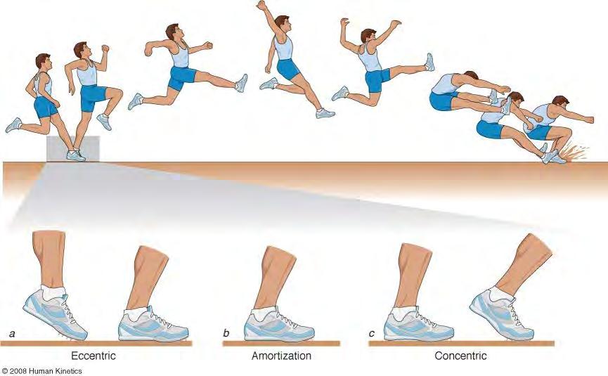 Figure 16.3 The long jump and stretch-shortening cycle (a) The eccentric phase begins at touchdown and continues until the movement ends.