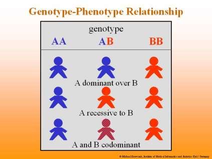Genotypes The allele combination an organism contains is known as its genotype You can t always see this because of dominiance TT and Tt are different genotypes An organism is