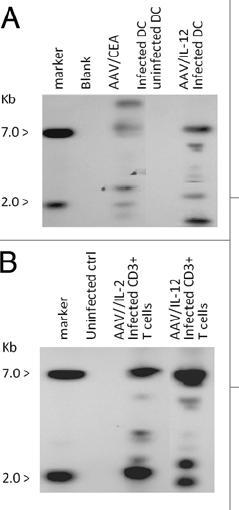 Myths TR p5 GM-CSF SV40 epr Neo TR adjacent genomic DNA Assay for identifying chromosomally Integrated AAV
