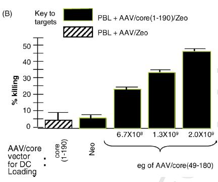 The higher the amount of AAV/core antigen virus the dendritic cells are