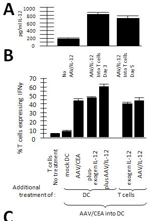 A: Secretion of IL-12 from T cells. B: IFNgamma expression in T cells.