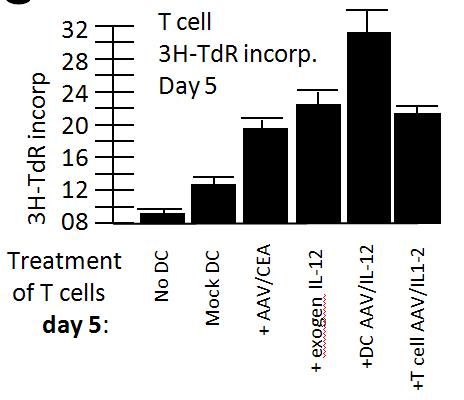 Proliferation of T cells