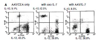 IL-12/IL-10 expression ratio in DC is roughly the same