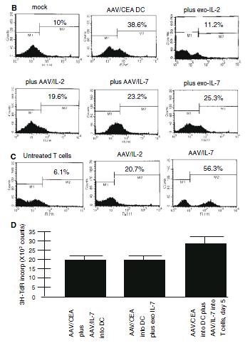 Characterization of T cells. B: IFNgamma Expression in T cells after DC treatment.