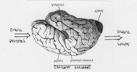 o layers of neurons (grey matter) and large tracts of connections between neurons (white matter - myelinated axons) o comes from the Latin word for bark o upper surface of the cerebral cortex