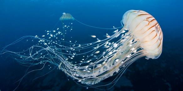 Brains of different animals Jellyfish: Simplest form of brain: Nerve net 5600 neurons Sensation/feeding/locomotion Box jellyfish has 24 eyes Worm (C.