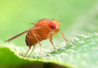 Brains of different animals Insects (Drosophila): 100,000 neurons Display