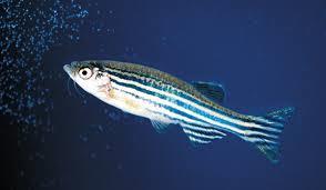 Fish (Zebrafish): 100,000 neurons Transparent in larval stage: can image