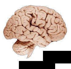 same features as human brain (both