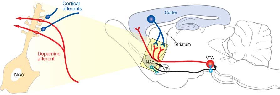 innervation of the brain consists of a relatively small number of cell bodies in the midbrain that project widely throughout the neuraxis with single cells innervating multiple targets (Foote &