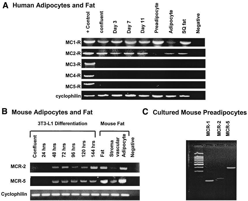AGOUTI EXPRESSION IN HUMAN ADIPOSE TISSUE FIG. 1. RT-PCR analysis of MCRs in mouse and human adipose tissue and adipocytes.