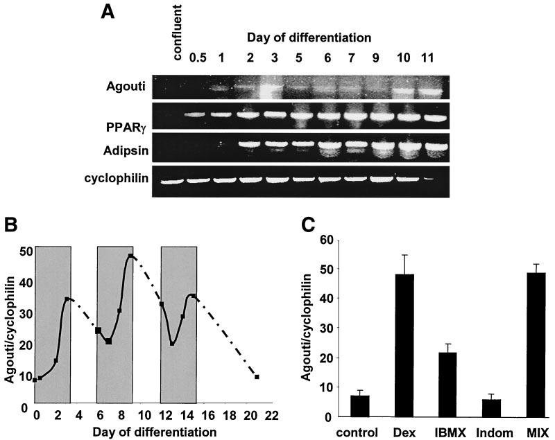S.R. SMITH AND ASSOCIATES FIG. 2. Quantitation of agouti mrna in human fat and adipocytes. A: RT-PCR analysis of agouti during the differentiation of human mesenchymal stem cells into adipocytes.