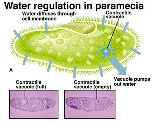(i.e. ph and temperature) Example - Paramecium contain contractile