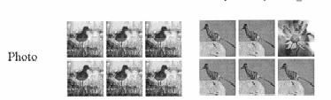 Further negating the perceptual mechanism hypothesis, in 2002b, Cook used realistic photographs, in addition to texture, geometric, and objects displays, to train the same/different discrimination.