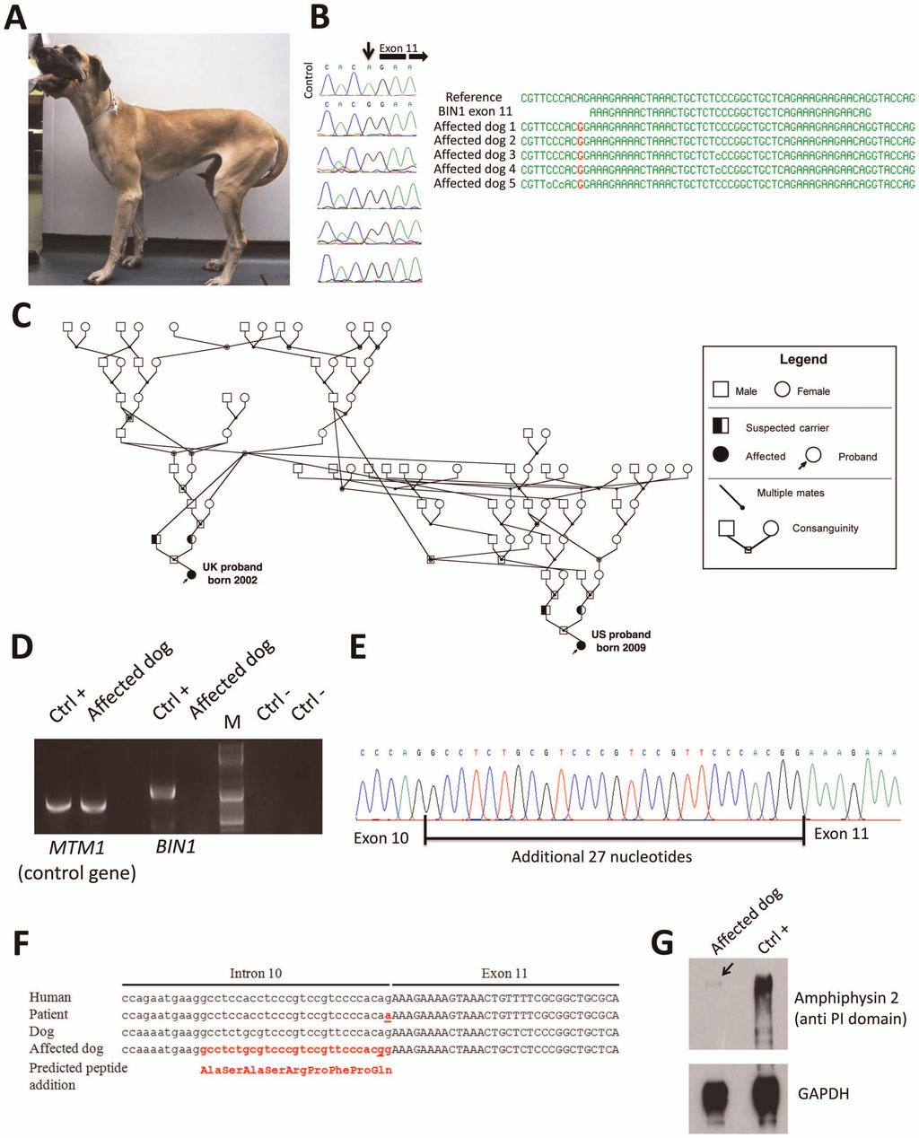 Figure 3. The canine Inherited Myopathy of Great Danes results from a BIN1 mutation in the exon 11 acceptor splice site. (A) Picture of an affected 3-year-old Great Dane dog.
