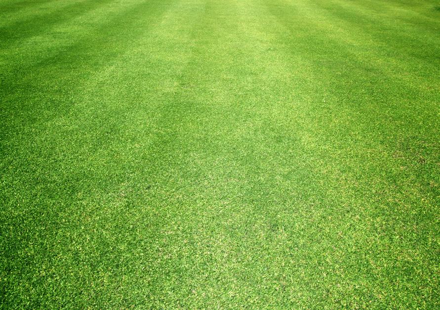 Application In optimum growing conditions, the turfgrass plant is able to biosynthesise the required amino acids for required carbohydrate production through a number of processes.