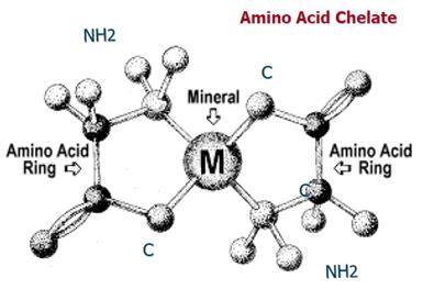 Amino Acids Amino acids, being an organic acid, also play a role in nutrient chelation.