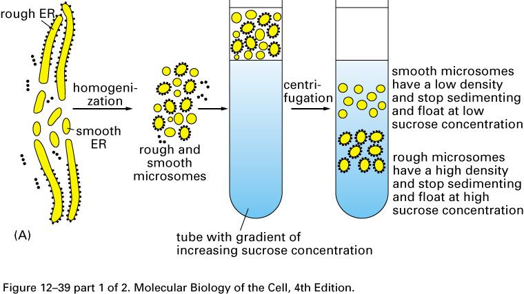 Microsomes = small ER derived