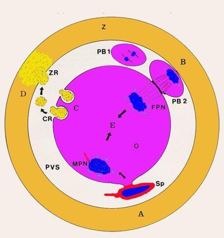 Fertilization events diagram fulfilled by oocytes in this study A sperm-egg fusion. B second maturation division.