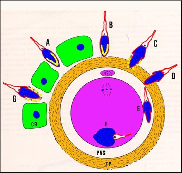 Sperm penetration of mature egg - diagram Sperm binding Acrosome-intact Acrosome-reacting AR in