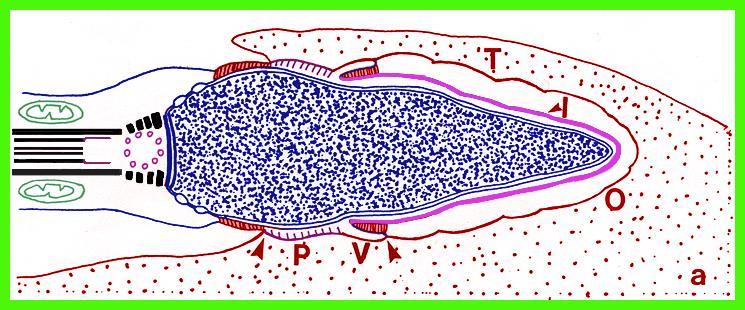 Sperm egg membrane fusion - diagram Midpiece C Ooplasm Fusogenic zone Oscillin Oop[asm a) Drawn 3h postinsemination.