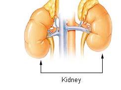Hormones Adrenal Glands 2 small endocrine glands, sit above kidneys The