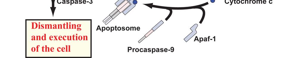 Pro-apoptotic proteins include caspases, Bak,