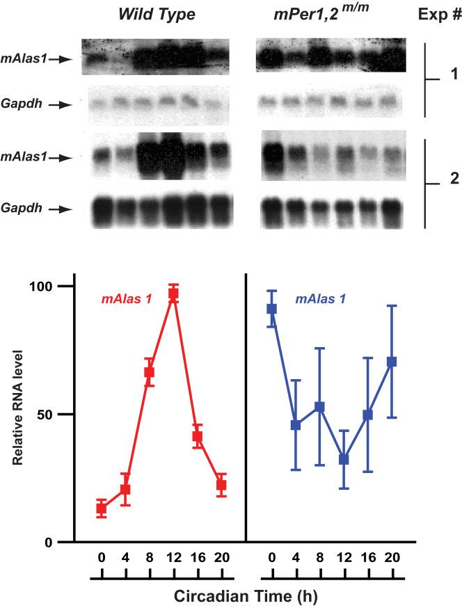 Figure 4.20 Circadian expression of mouse aminolevulinate synthase 1 (malas) gene during a daily cycle.