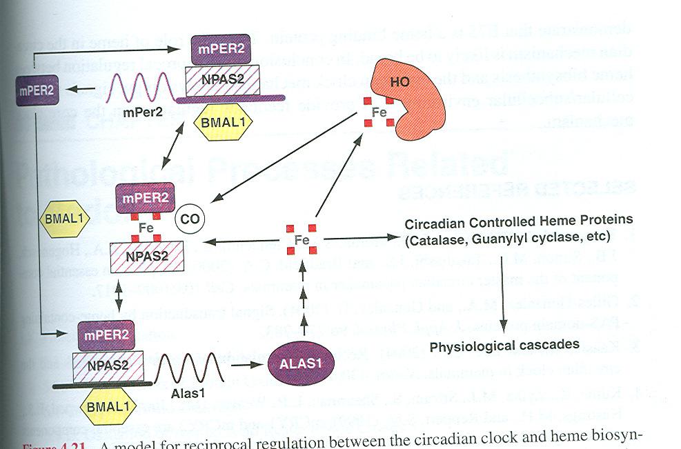 Figure 4.21 A model for reciprocal regulation between the circadian clock and heme biosynthesis.