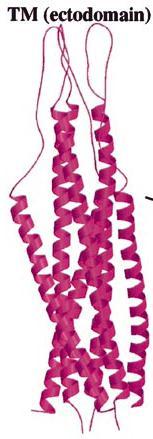 Figure 1.5. Ribbon representation of the trimeric coiled coil N- and C-helices joined by a loop.