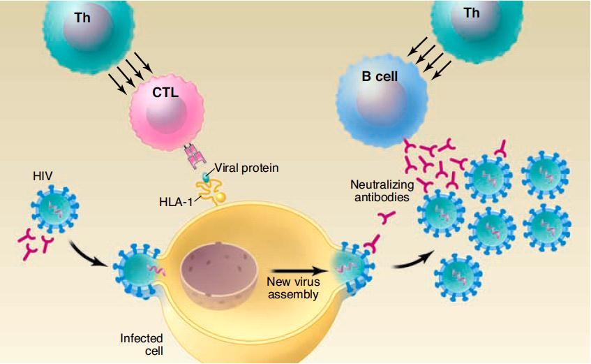 rational approach in an attempt to understand whether they would need to be elicited in candidate HIV-1 vaccines. Figure 1.6. Adaptive immune responses in HIV infection.