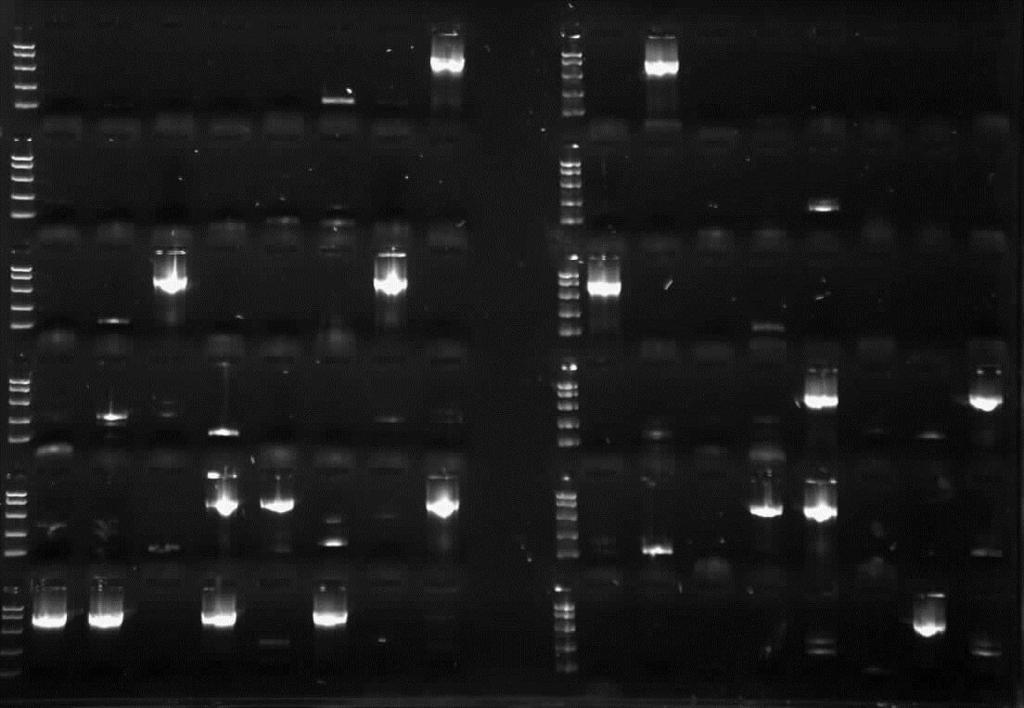 Figure 2.2. Representative confirmatory PCR on a 96 well plate visualized on a 1% gel. The plate is divided into two parts to screen for env amplicons in two patients.