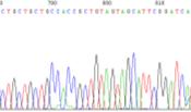 DNA gp160 gp160 amplification gp160 Sequence gp160 Screened for infectivity in TZMbl cells in 96 well format penv DNA into pcdna Cloned into pcdna 3.1 directional Transformation E.