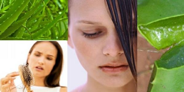Aloe vera for hair treatment as hair mask. Aloe juice also helps if the skin is dry or damaged, or there is dandruff.