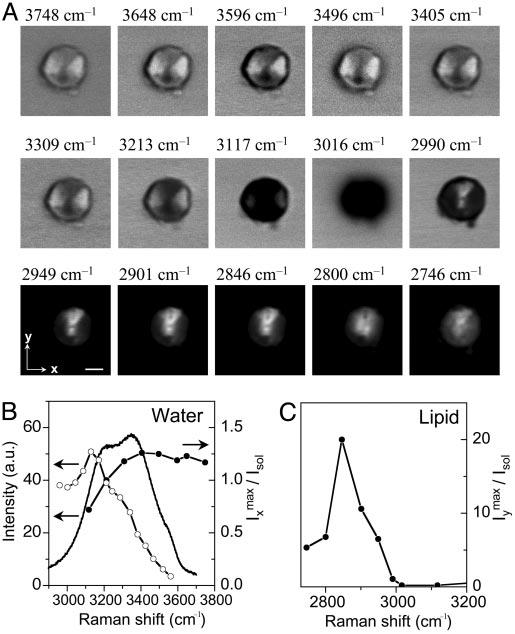 Fig. 4. (A) CARS images of identical POPS vesicles prepared at 27 C at different Raman shifts marked above each image. Each image consists of 210 210 pixels. (Scale bar, 2 m.