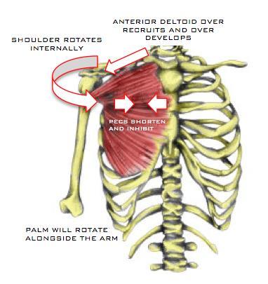 This image addresses the above mentioned Pectoral muscles, specifically, Pectoralis Minor. This muscle connects from the coracoid process of the scapula to the third, fourth, and fifth ribs.