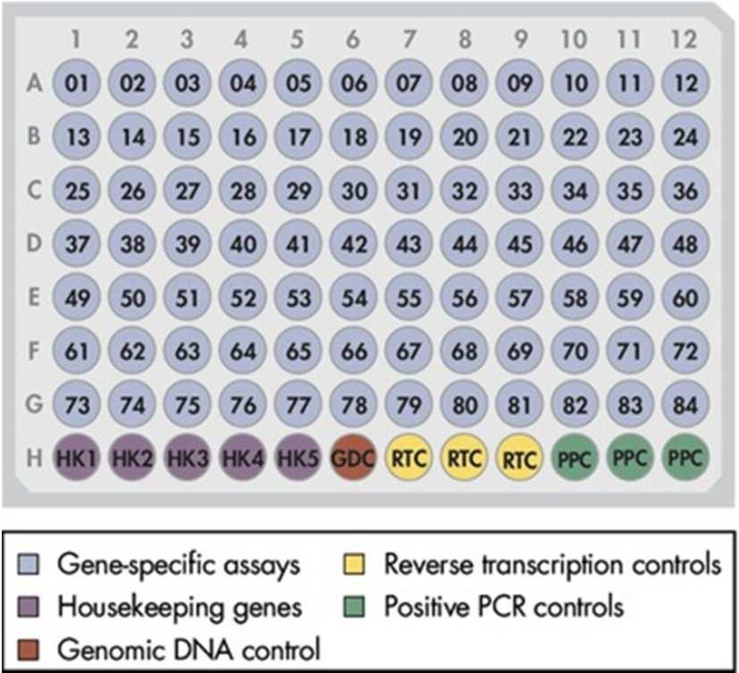 RT 2 Profiler PCR Arrays Pathway-focused gene expression profiling - 84 (or 370) real-time PCR assays for genes related to specific pathways - Gene lists chosen by our experts bioinformatics and text