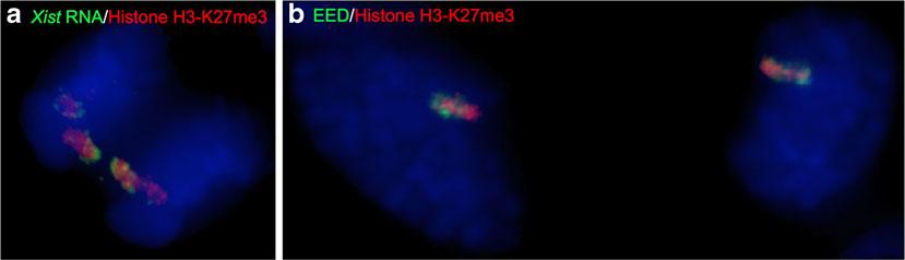 lncrnas and X-inactivation Fig. 2 Enrichment of Xist RNA, polycomb group protein EED, and histone H3 lysine 27 trimethylation (H3-K27me3) on the inactive X-chromosome during mitosis.